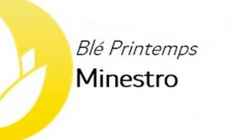 Minestro